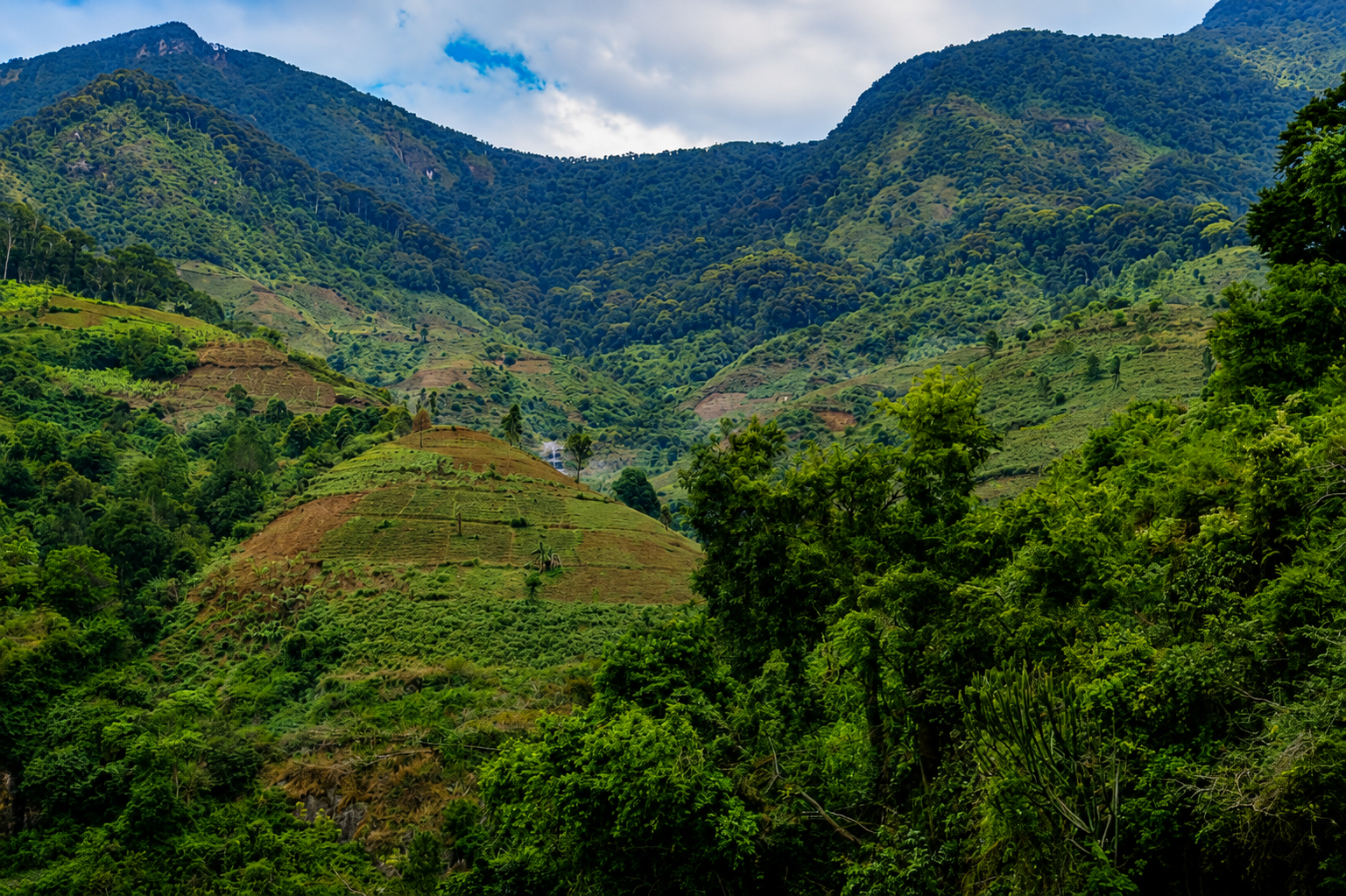 Blue Mountain Coffee Estate Tour